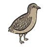 Quail Bird