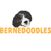 Bernedoodle Dog