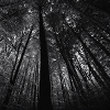 in the forest
