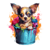 Chihuahua Hund Hunderasse