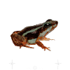 Phantasmatischer Giftfrosch Streetwear Froschhüter
