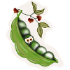 Erbsen