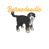 Chien Bernedoodle