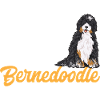 Bernedoodle Dog