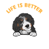 Bernedoodle Dog