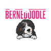 Bernedoodle Hund