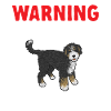 Bernedoodle Dog