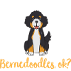 Chien Bernedoodle