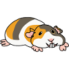 Guinea pig