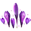 Crocuses Spring Spring Beginning