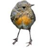 Oiseau