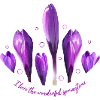 Crocuses Crocus
