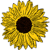Fleur, jaune, jaune, fleur, tournesol