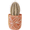 Cactus //Illustration