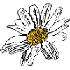 Cadeau de fleurs blanches