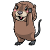 Cute muskrat