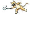 Funny badminton cat