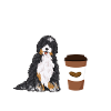 Chien Bernedoodle