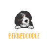 Chien Bernedoodle