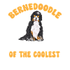 Chien Bernedoodle