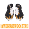 Bernedoodle Dog