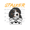 Bernedoodle Dog