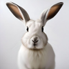 Lapin blanc illustré