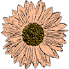 Blomma pastell blomma blommor pastell blommor