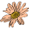 Fleur Pastel Fleurs Fleurs Pastel