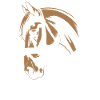 Pferd Reitsport