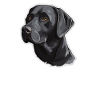 Labrador