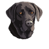 Labrador