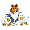 Gentle Collie Herding Sheep