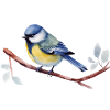 Meise Singvogel, Blaumeise