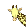 Südafrika Giraffe Reiseführer