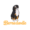 Chien Bernedoodle