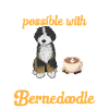 Bernedoodle Dog
