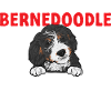 Chien Bernedoodle