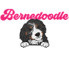 Bernedoodle Dog