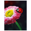 Ladybug on a flower