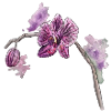 Orchidée - Plante - Fleur