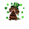 Teckel St Patrick’s Day Shamrock