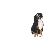 Chien Bernedoodle