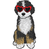 Bernedoodle Dog
