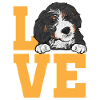 Chien Bernedoodle