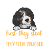 Chien Bernedoodle