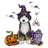 Bernedoodle Dog