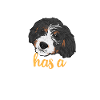 Bernedoodle Dog