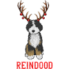 Bernedoodle Dog