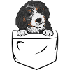 Chien Bernedoodle
